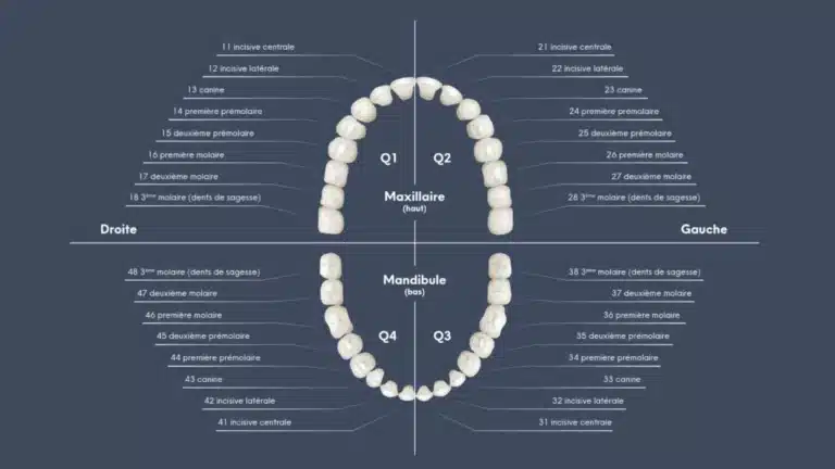 numérotation des dents